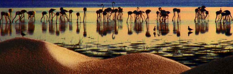 4fenicotteri  prime luci del mattino.jpg